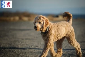 Lire la suite à propos de l’article Éleveurs de Goldendoodle et chiots en Nouvelle-Aquitaine