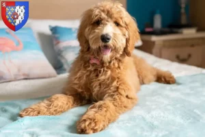 Lire la suite à propos de l’article Éleveurs de Goldendoodle et chiots en Pays de la Loire
