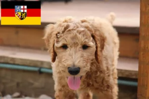 Lire la suite à propos de l’article Éleveurs de Goldendoodle et chiots en Sarre