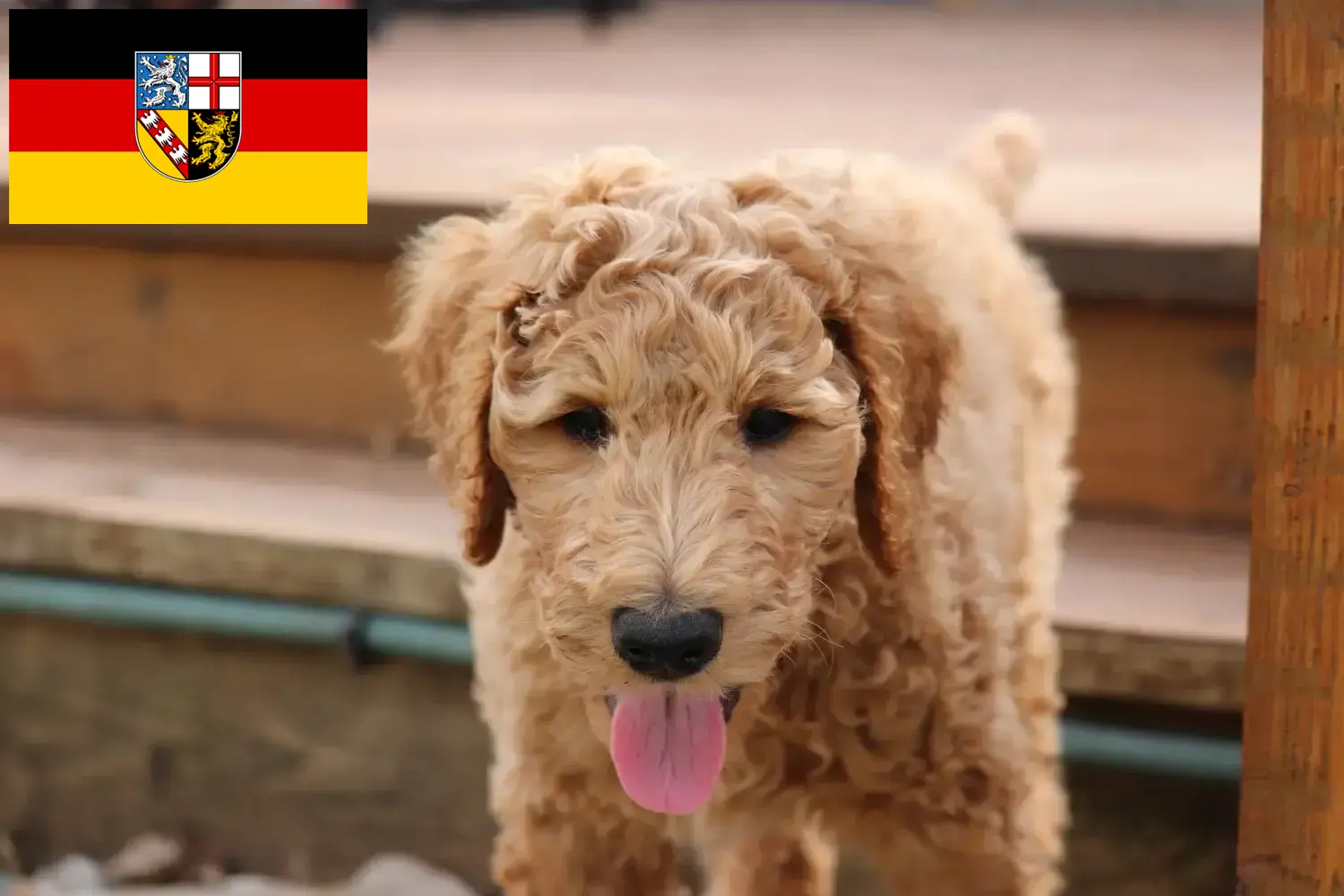 Goldendoodle chiots et éleveurs Saarland Ici, tu trouveras des éleveurs de Goldendoodles en Sarre.