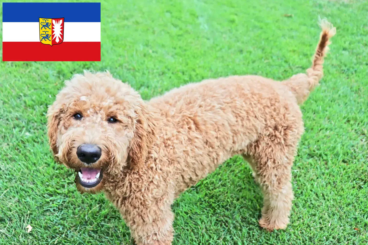 Goldendoodle chiots et éleveurs Schleswig-Holstein Ici tu peux trouver des éleveurs de Goldendoodles dans le Schleswig-Holstein.
