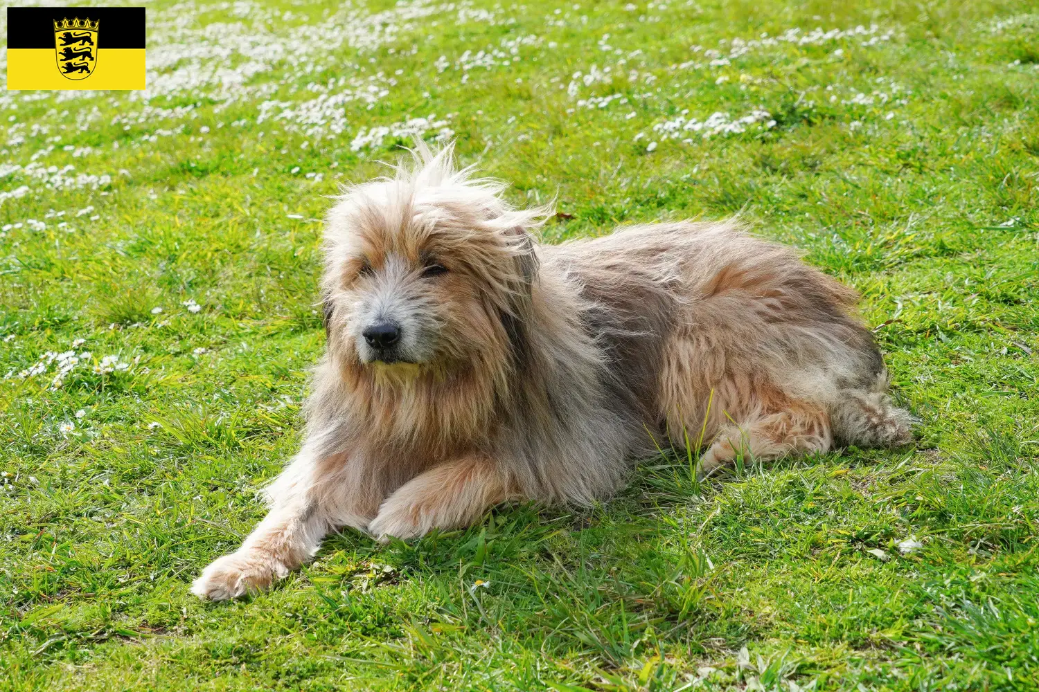 Gos d'Atura Catalá Chiots et éleveurs Baden-Württemberg Ici tu trouves des éleveurs de Gos d'Atura Catalá en Baden-Württemberg.