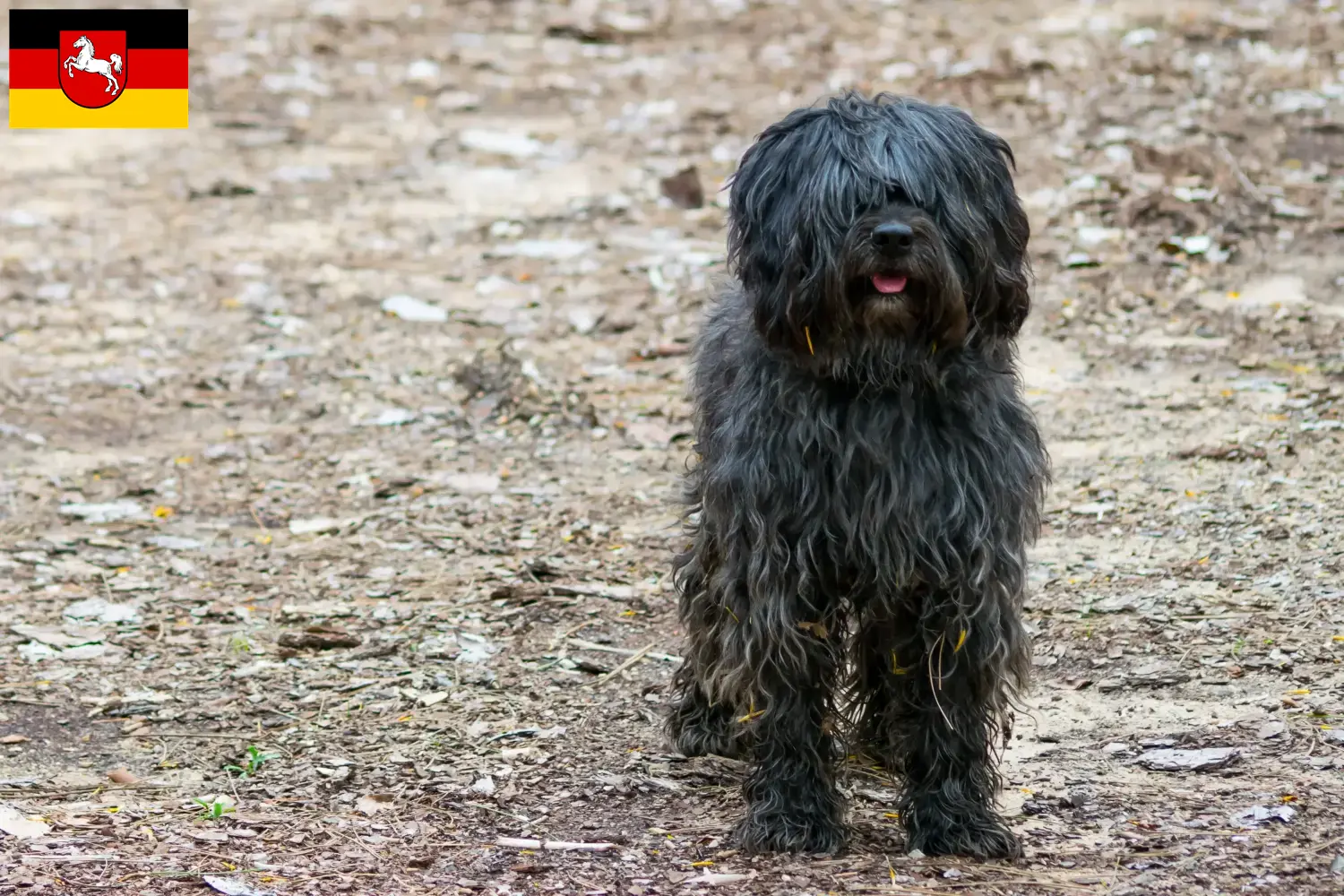Gos d'Atura Catalá Chiots et éleveurs Basse-Saxe Ici vous trouverez des éleveurs de Gos d'Atura Catalá en Basse-Saxe.