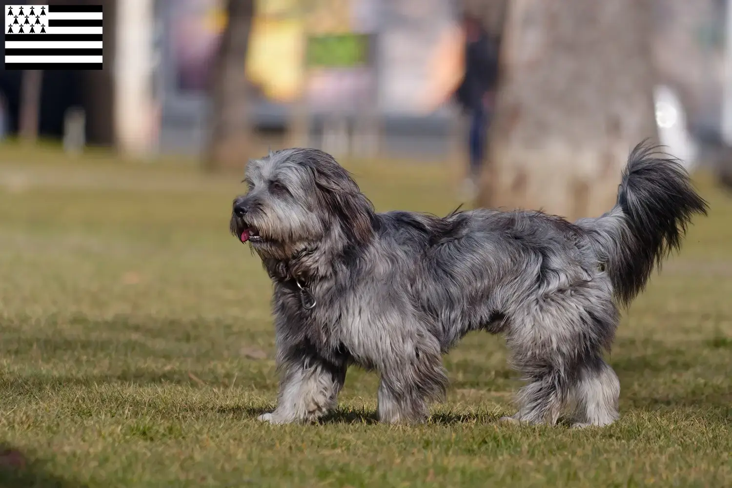 Gos d'Atura Catalá chiots et éleveurs Bretagne Ici vous trouverez les éleveurs de Gos d'Atura Catalá en Bretagne .