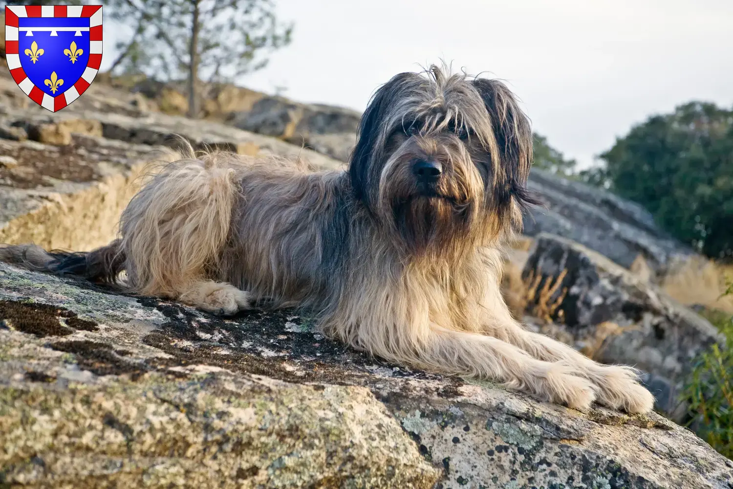 Gos d'Atura Catalá chiots et éleveurs Centre-Val de Loire Ici tu trouves des éleveurs de Gos d'Atura Catalá en Centre-Val de Loire.