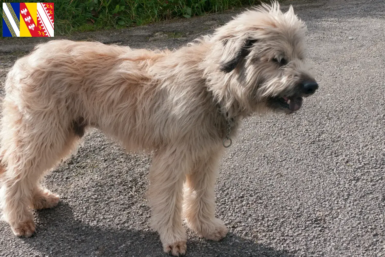 Gos d'Atura Catalá chiots et éleveurs Grand Est Ici vous trouverez des éleveurs de Gos d'Atura Catalá dans le Grand Est.