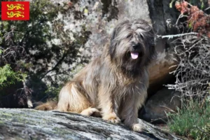 Lire la suite à propos de l’article Gos d’Atura Catalá éleveurs et chiots en Normandie