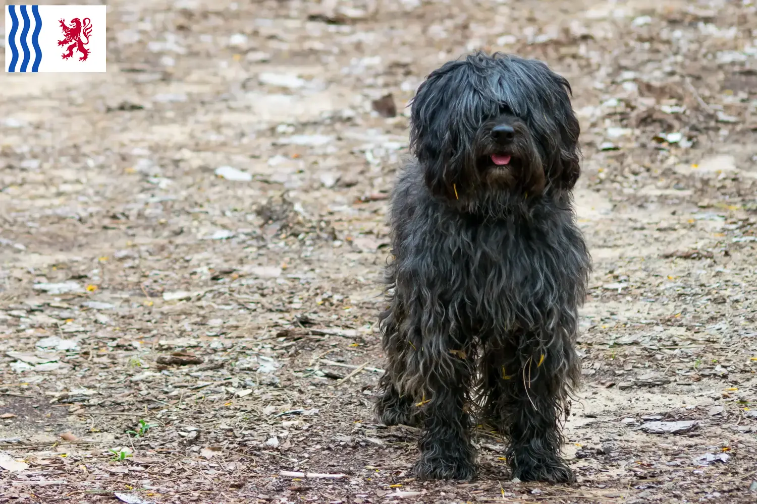 Gos d'Atura Catalá chiots et éleveurs Nouvelle-Aquitaine Ici tu trouves des éleveurs de Gos d'Atura Catalá en Nouvelle-Aquitaine.