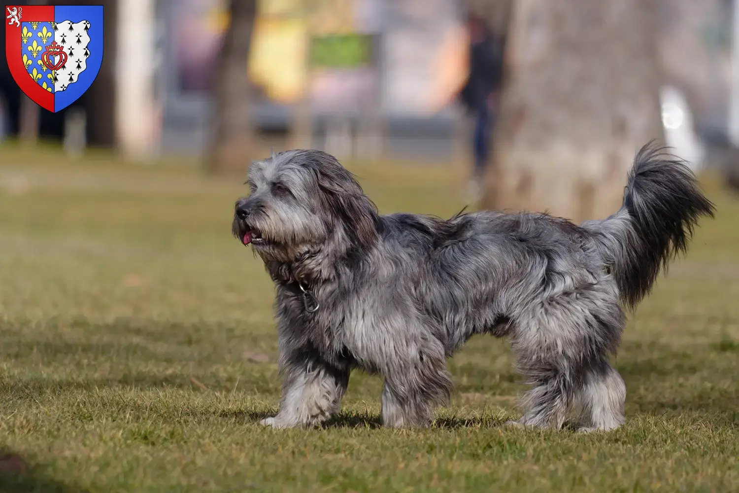 Gos d'Atura Catalá chiots et éleveurs Pays de la Loire Ici vous trouverez des éleveurs de Gos d'Atura Catalá en Pays de la Loire.