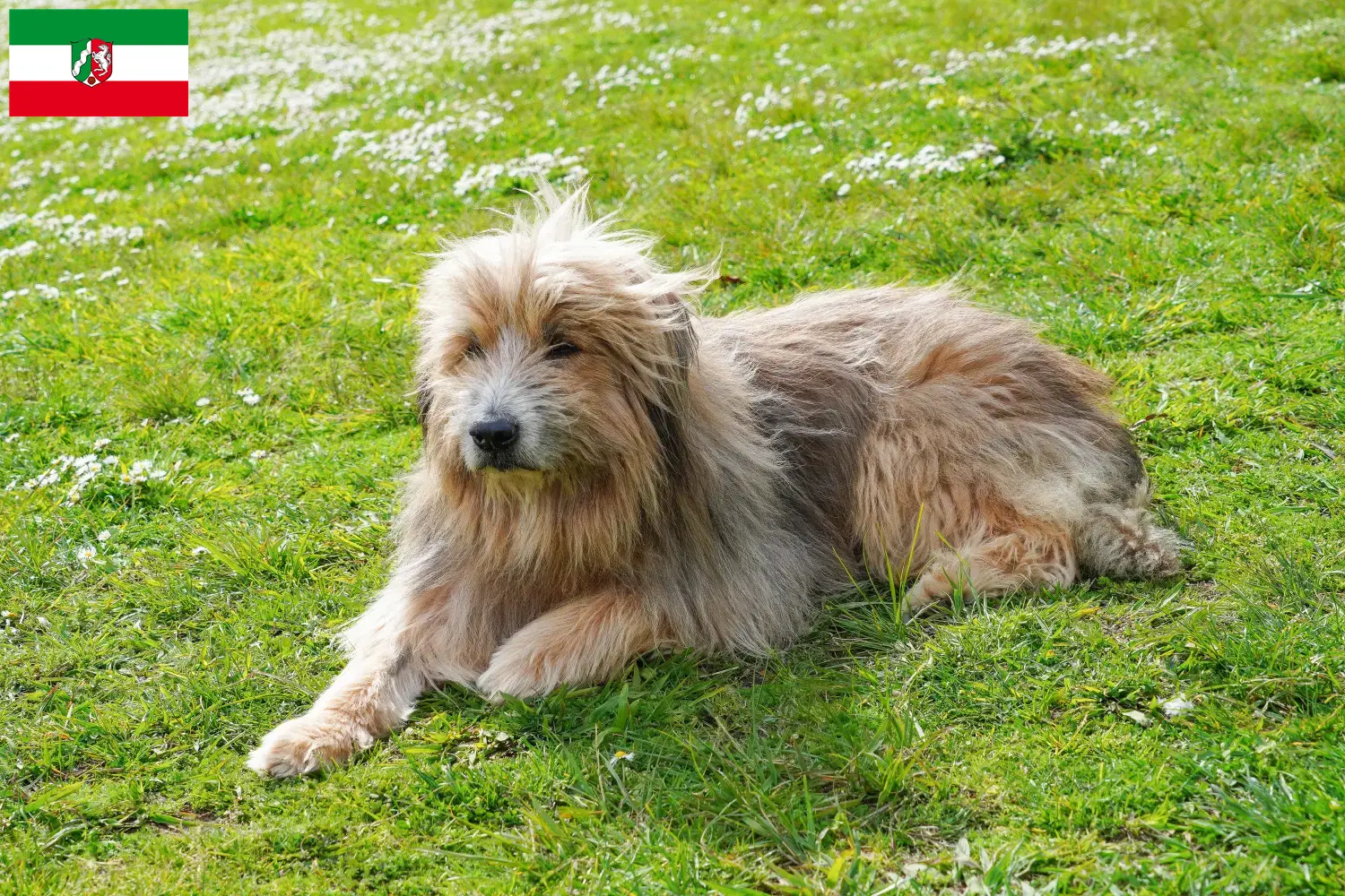 Gos d'Atura Catalá chiots et éleveurs Rhénanie du Nord-Westphalie Ici vous trouverez des éleveurs de Gos d'Atura Catalá en Rhénanie-du-Nord-Westphalie.