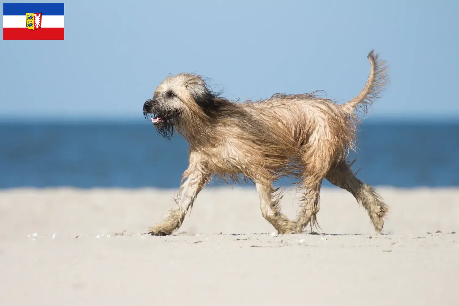 Gos d'Atura Catalá chiots et éleveurs Schleswig-Holstein Ici, tu trouveras des éleveurs de Gos d'Atura Catalá dans le Schleswig-Holstein.