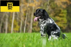 Lire la suite à propos de l’article Grand Münsterländer éleveur et chiots en Baden-Württemberg
