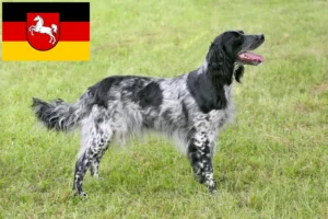 Lire la suite à propos de l’article Grand Münsterländer éleveur et chiots en Basse-Saxe