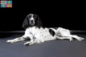 Lire la suite à propos de l’article Grand Münsterländer éleveur et chiots en Bourgogne-Franche-Comté
