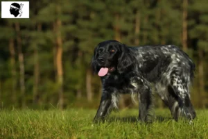 Lire la suite à propos de l’article Grand Münsterländer éleveur et chiots en Corse