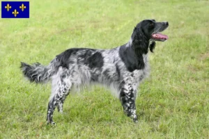 Lire la suite à propos de l’article Grand Münsterländer éleveur et chiots en Île-de-France