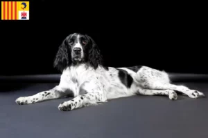 Lire la suite à propos de l’article Grand Münsterländer éleveur et chiots en Provence-Alpes-Côte d’Azur