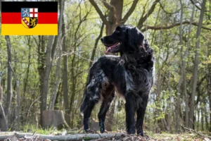 Lire la suite à propos de l’article Grand éleveur de Münsterländer et chiots en Sarre