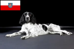 Lire la suite à propos de l’article Grand Münsterländer éleveur et chiots en Thuringe