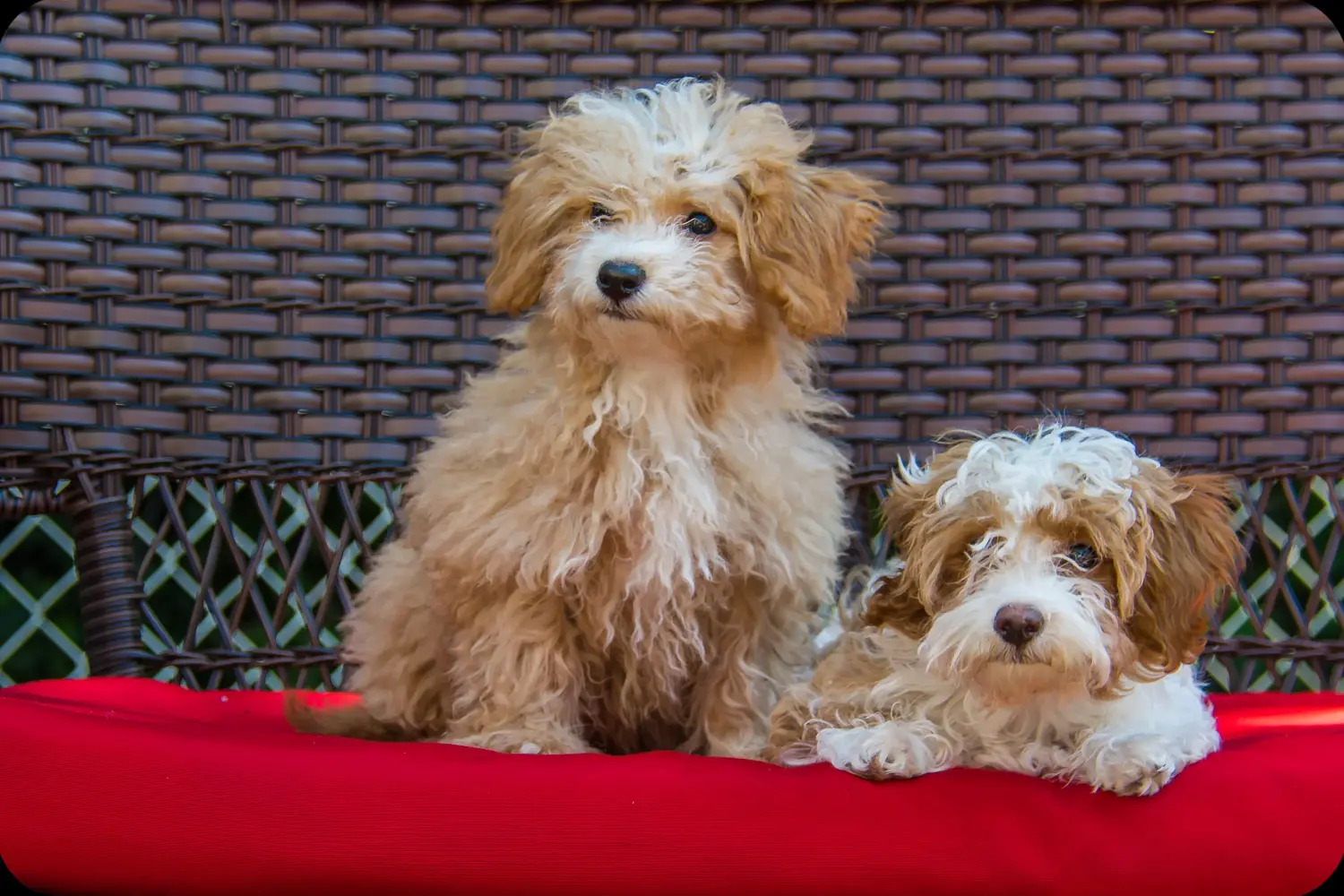 Acheter un chiot Havapoo, c'est prendre ses responsabilités ! Acheter des chiots Havapoo.