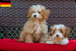 Lire la suite à propos de l’article Éleveurs et chiots Havapoo en France