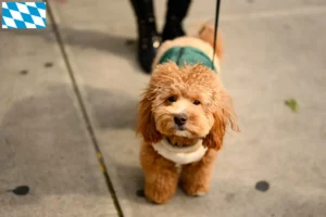 Lire la suite à propos de l’article Éleveurs et chiots Havapoo en Bavière