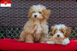 Lire la suite à propos de l’article Éleveurs et chiots Havapoo dans le Brandebourg