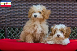 Lire la suite à propos de l’article Éleveurs et chiots Havapoo dans le Mecklembourg-Poméranie occidentale