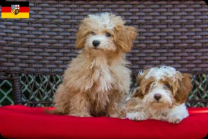 Lire la suite à propos de l’article Éleveurs et chiots Havapoo en Sarre