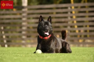 Lire la suite à propos de l’article Kai éleveurs et chiots en Occitanie