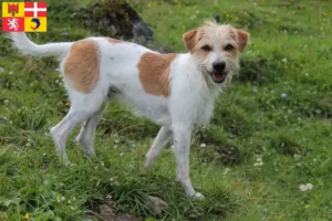 Lire la suite à propos de l’article Éleveurs de cromlechs et chiots en Auvergne-Rhône-Alpes