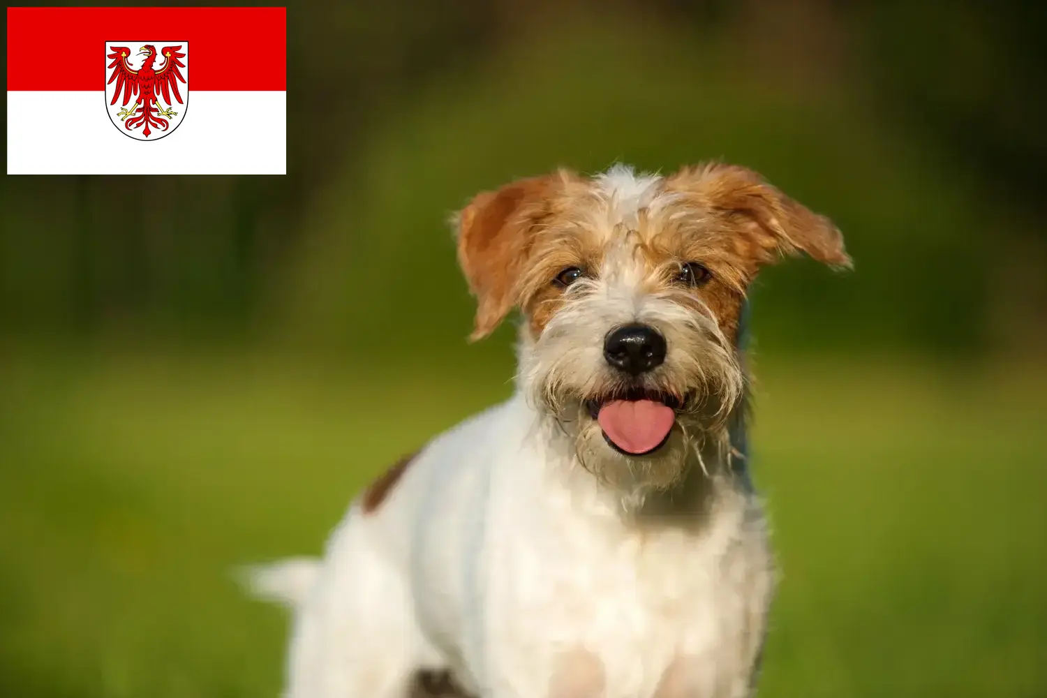Kromfohrländer chiots et éleveurs Brandenburg Ici, tu trouveras des éleveurs de Kromfohrländer en Brandebourg.
