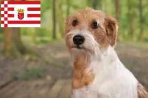 Lire la suite à propos de l’article Éleveurs de Cro-Magnons et chiots à Brême