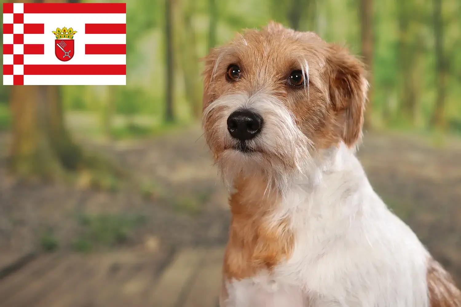 Kromfohrländer chiots et éleveurs Bremen Ici, tu trouveras des éleveurs de Kromfohrländer à Brême.