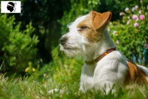 Lire la suite à propos de l’article Éleveurs de cromlechs et chiots en Corse
