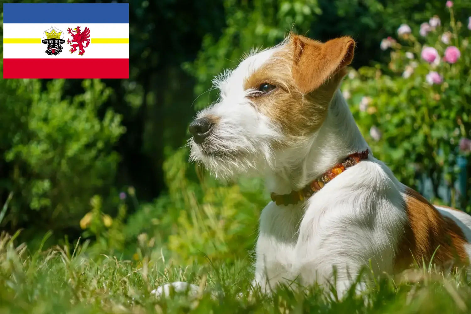 Kromfohrländer chiots et éleveurs Mecklembourg-Poméranie occidentale Ici, tu trouveras des éleveurs de Kromfohrländer dans le Mecklembourg-Poméranie occidentale.