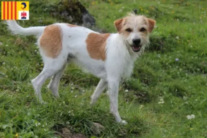 Lire la suite à propos de l’article Éleveurs de cromlechs et chiots en Provence-Alpes-Côte d’Azur