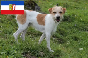 Lire la suite à propos de l’article Éleveurs de Kromfohrländer et chiots dans le Schleswig-Holstein