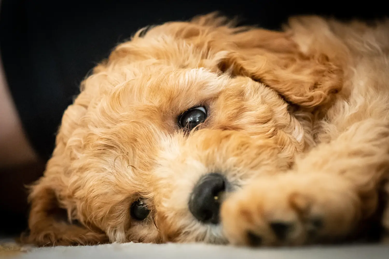 Acheter un chiot labradoodle australien, c'est prendre ses responsabilités ! Acheter des chiots labradoodle australien.