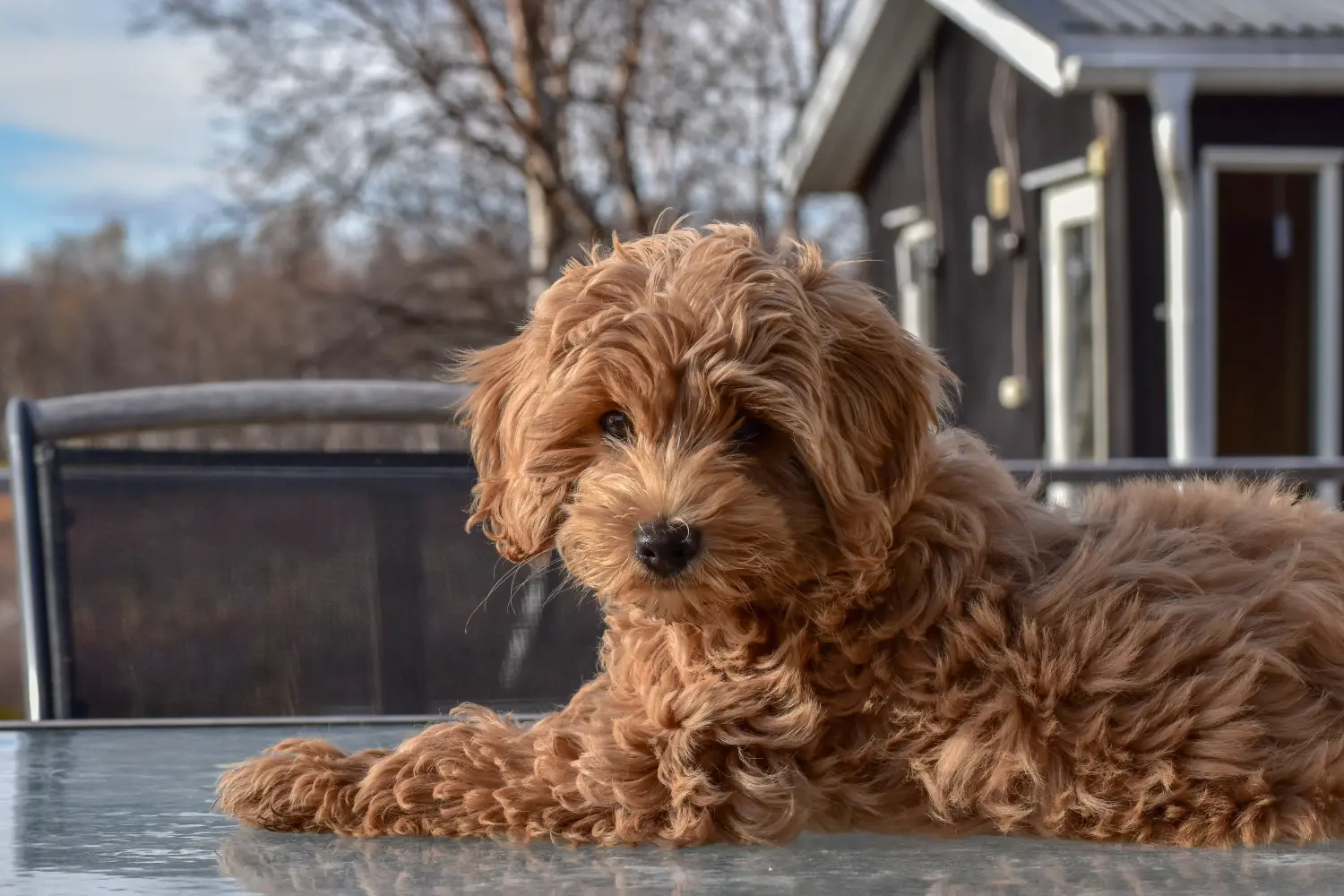 Acheter un chiot labradoodle australien, c'est prendre ses responsabilités ! Acheter des chiots labradoodle australien.