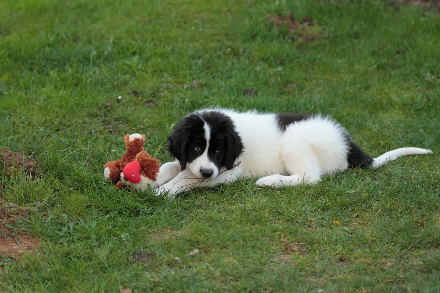 Acheter un chiot Landseer, c'est prendre ses responsabilités ! Acheter des chiots Landseer.