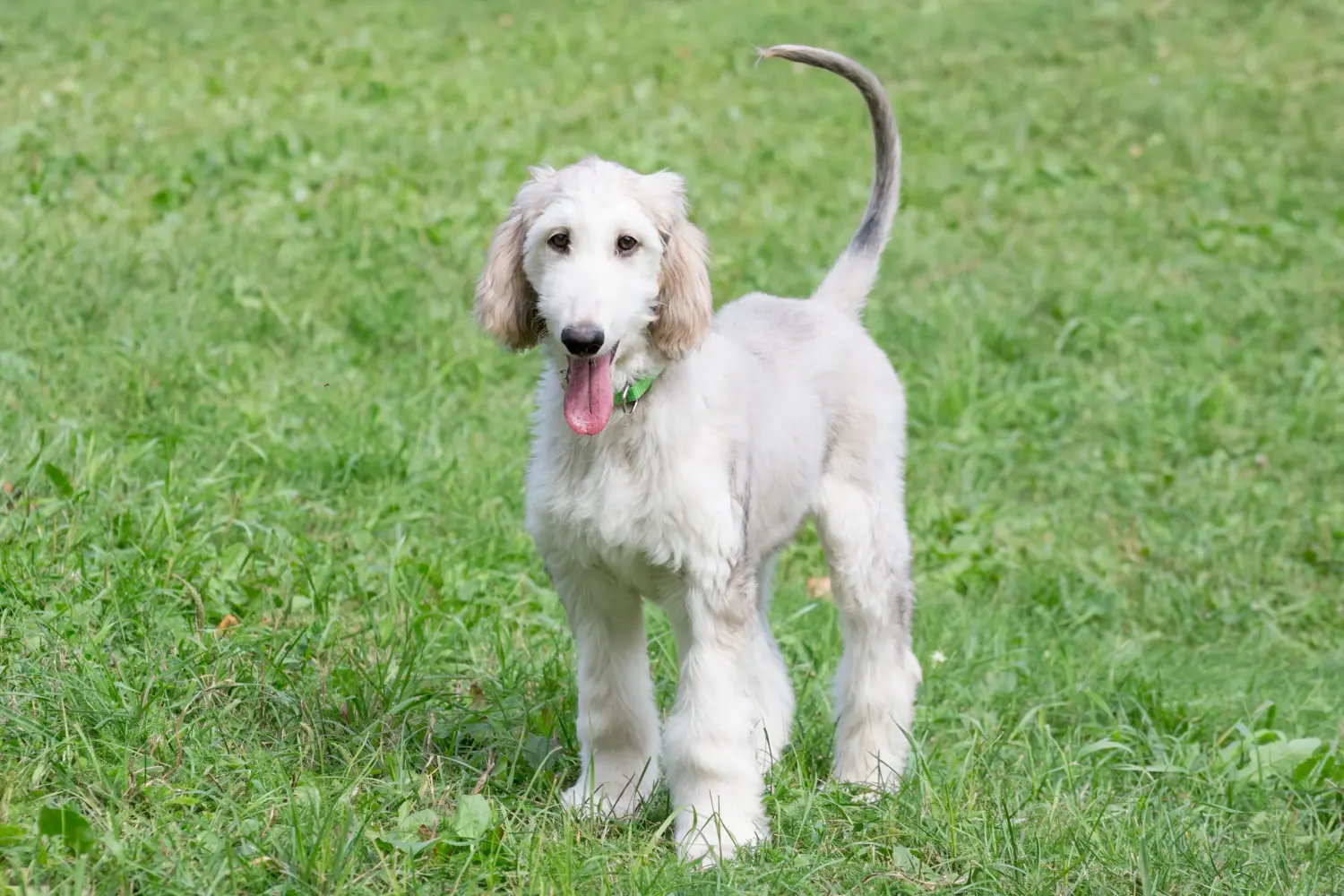 Acheter un chiot lévrier afghan, c'est prendre ses responsabilités ! Acheter un chiot lévrier afghan.
