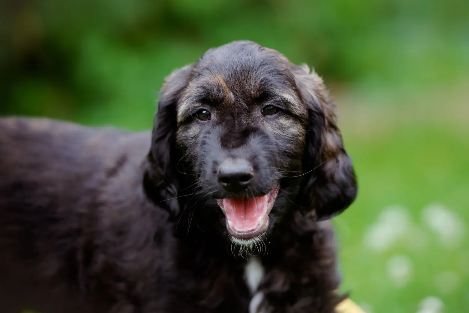 Acheter un chiot lévrier afghan, c'est prendre ses responsabilités ! Acheter un chiot lévrier afghan.