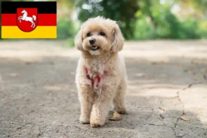 Lire la suite à propos de l’article Éleveurs de Maltipoo et chiots en Basse-Saxe