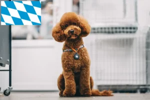 Lire la suite à propos de l’article Éleveurs de Maltipoo et chiots en Bavière