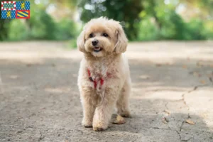 Lire la suite à propos de l’article Éleveurs et chiots de Maltipoo en Bourgogne-Franche-Comté