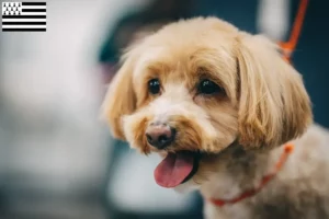 Lire la suite à propos de l’article Éleveurs de maltipoo et chiots en Bretagne