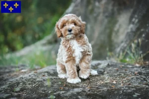 Lire la suite à propos de l’article Éleveurs de Maltipoo et chiots en Île-de-France