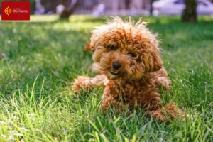 Lire la suite à propos de l’article Éleveurs de Maltipoo et chiots en Occitanie