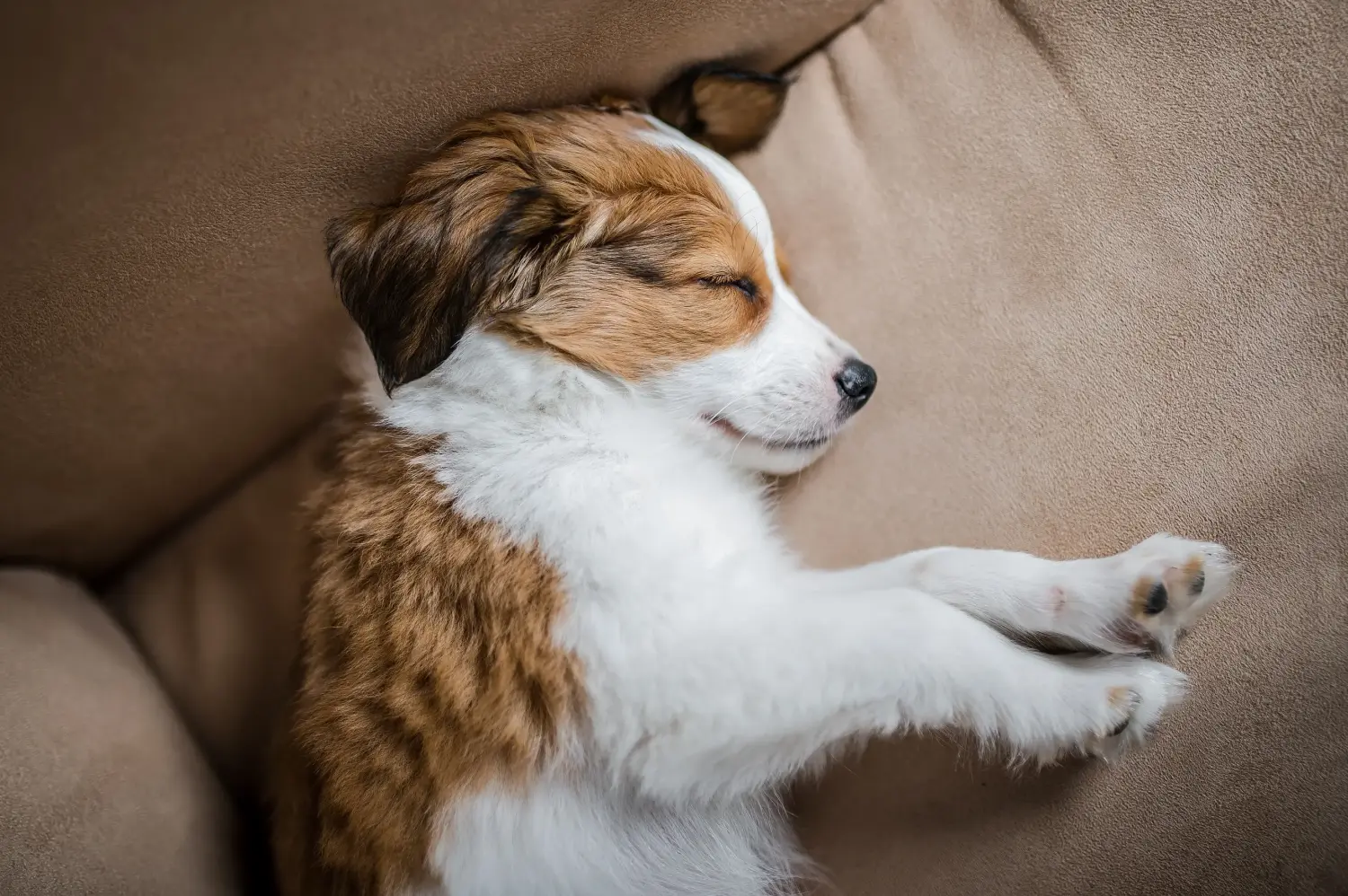 Acheter un chiot Nederlandse Kooikerhondje, c'est prendre ses responsabilités ! Acheter des chiots Nederlandse Kooikerhondje.